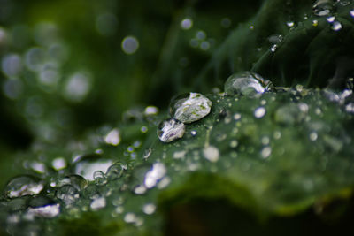 Close-up of wet plant leaves during rainy season