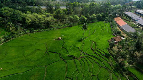 High angle view of trees and buildings on field