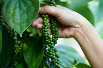 Close-up of hand harvesting fresh peppercorn in the garden