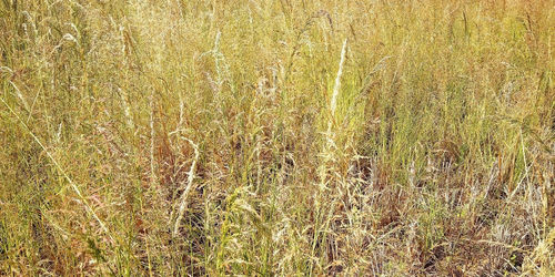 Full frame shot of stalks in field