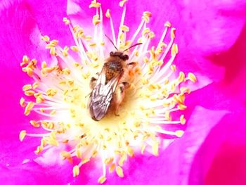 Close-up of bee on pink flower