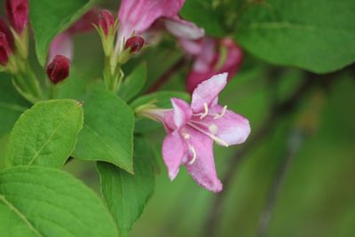 Close-up of pink flowering plant