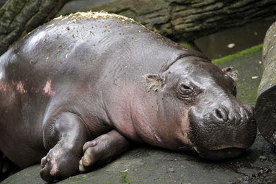 Close-up of animal sleeping in zoo