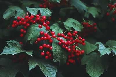 Close-up of red berries growing on tree