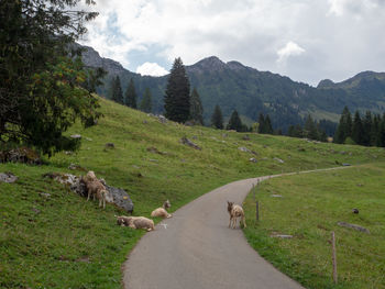 Scenic view of green mountain against sky