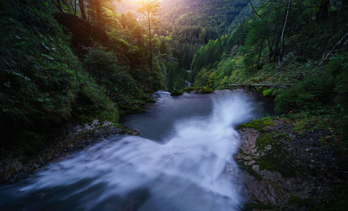 Scenic view of waterfall in forest