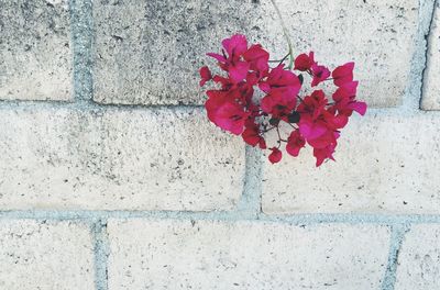 Close-up of red flowers blooming on wall