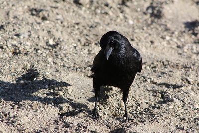 High angle view of black crow on land