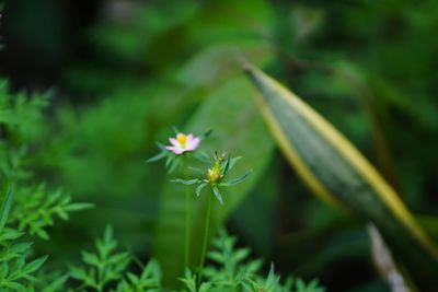 Close-up of flowering plant