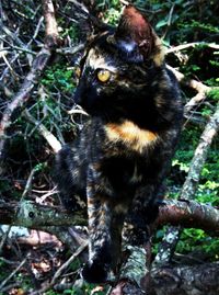Close-up of cat