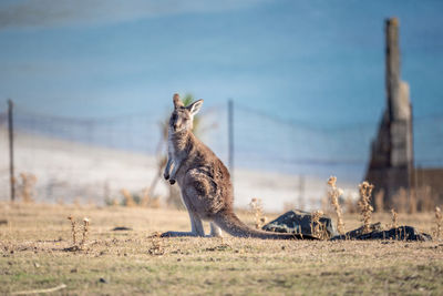 Wallaby on field