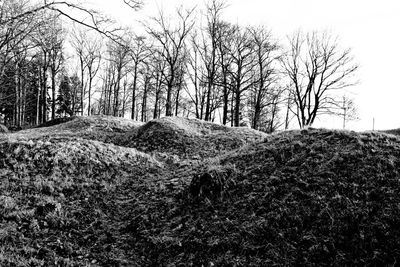 Bare trees on landscape