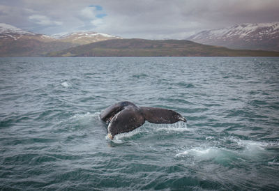 View of duck swimming in sea