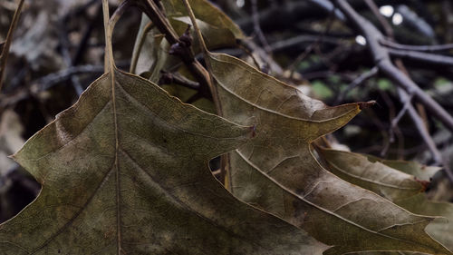 Close-up of butterfly on tree