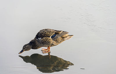 Bird on lake