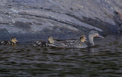 Ducks swimming in lake