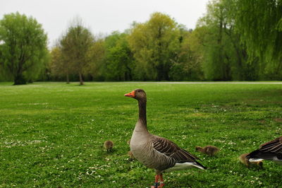 Mallard duck on field