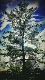 Low angle view of trees against sky