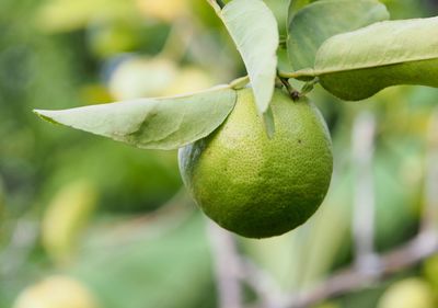 Close-up of fruit growing on plant