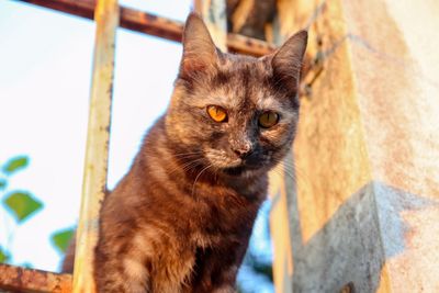 Close-up portrait of a cat looking away