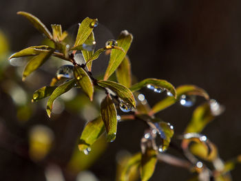 Close-up of raindrops on plant