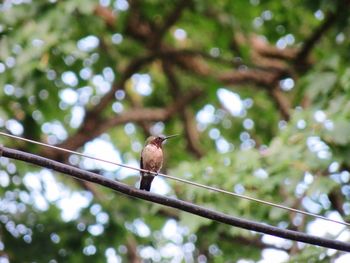 Low angle view of bird perching on tree