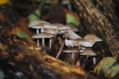 Close-up of mushroom growing in forest