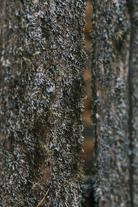 Full frame shot of tree trunk