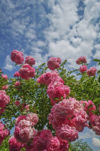 Close-up of pink flowering plants against sky
