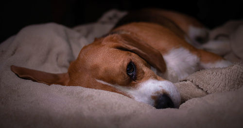 Close-up of dog resting on bed