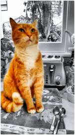 Cat looking away