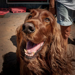 Close-up of dog looking up