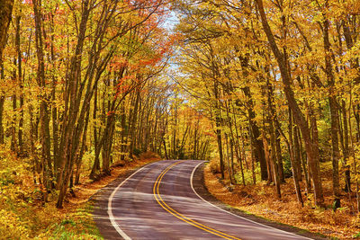 Road amidst trees in forest during autumn