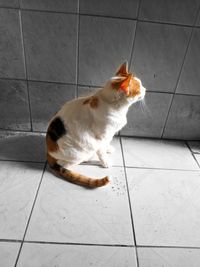 High angle view of cat sitting on tiled floor