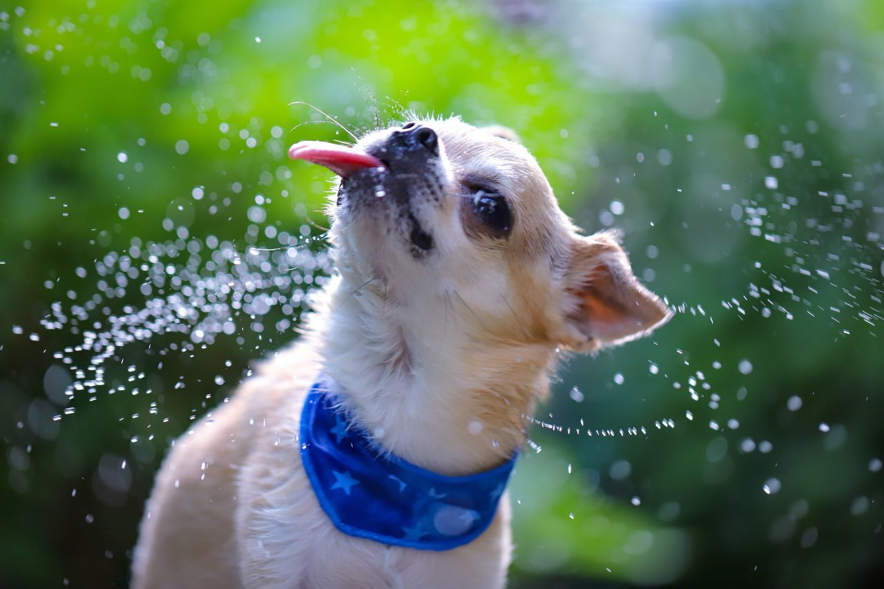 one animal, domestic, animal themes, pets, domestic animals, animal, canine, dog, mammal, water, wet, focus on foreground, day, vertebrate, no people, nature, motion, drop, close-up, spraying, animal head