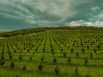 Scenic view of agricultural field against sky