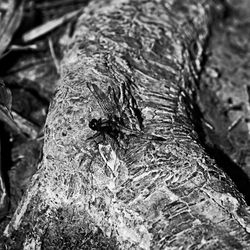 Close-up of fly on tree trunk