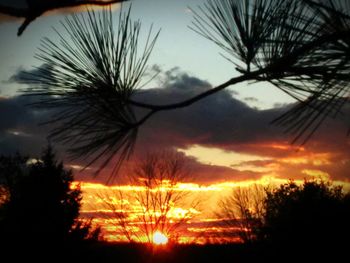 Silhouette of trees at sunset