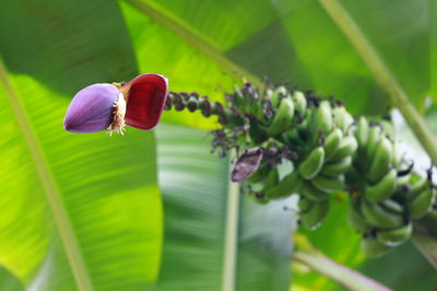 A heart of banana is really interesting to be seen