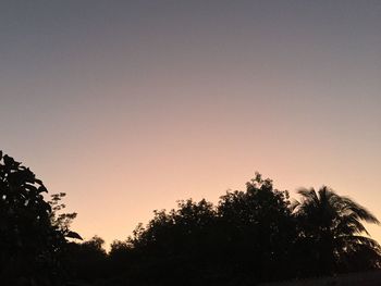 Low angle view of silhouette trees against clear sky at sunset