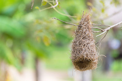 Close-up of dry plant