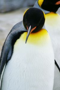 Close-up of king penguin