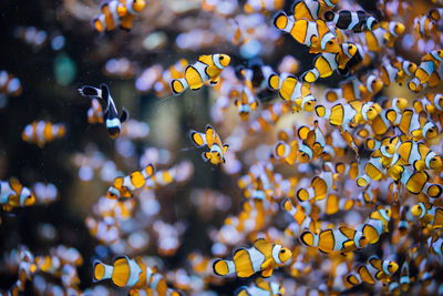 Close-up of fish swimming in tank