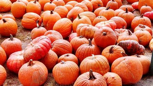 Full frame shot of pumpkins