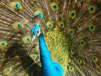 Close-up of peacock