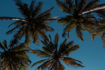 Beautiful coconut tree farm on the island of srau, pacitan, east java