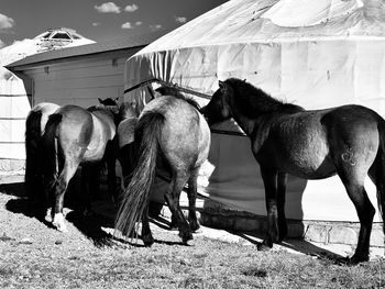 Horses in ranch