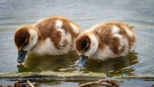 Close-up of duck swimming in lake