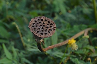 Close-up of dry lotus pod