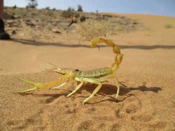 Close-up of insect on sand